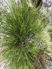 Oreojuncus trifidus