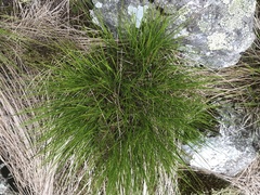 Oreojuncus trifidus