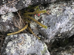 Huperzia appressa