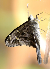 Urbanus proteus domingo