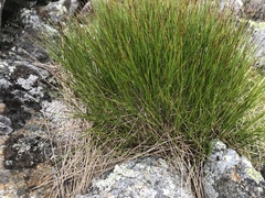 Oreojuncus trifidus