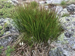 Oreojuncus trifidus