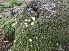Diapensia lapponica