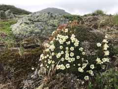 Diapensia lapponica