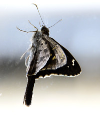 Urbanus proteus domingo