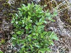 Salix uva-ursi