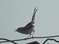 Prinia molleri