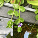 Lindernia grandiflora - Photo (c) betsystacey,  זכויות יוצרים חלקיות (CC BY-NC)