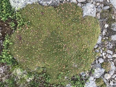 Diapensia lapponica