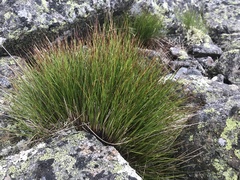 Oreojuncus trifidus