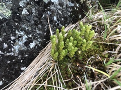 Huperzia appressa