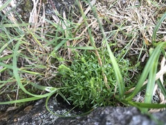 Mononeuria groenlandica