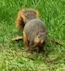 Sciurus niger
