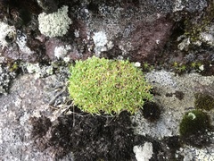 Mononeuria groenlandica