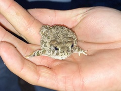 Anaxyrus compactilis