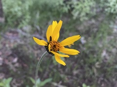 Verbesina pedunculosa