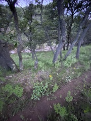 Verbesina pedunculosa
