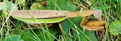 Tenodera sinensis