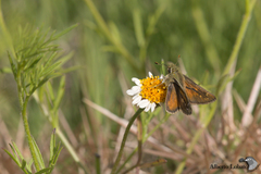 Hesperia uncas gilberti