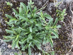 Solidago leiocarpa