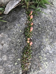 Diapensia lapponica