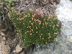Diapensia lapponica