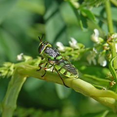 Hedriodiscus truquii