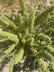 Cyclachaena xanthiifolia