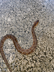 Nerodia fasciata