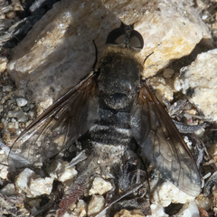 Chrysanthrax vanus