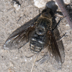 Chrysanthrax vanus