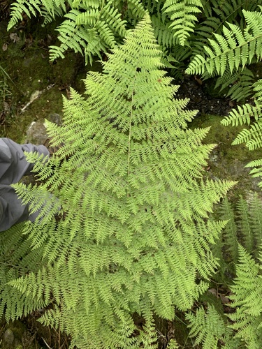 Athyrium microphyllum
