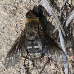 Chrysanthrax vanus