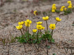 Ranunculus nivalis