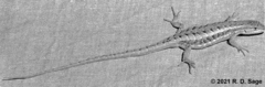 Liolaemus saxatilis