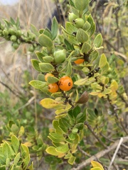 Coprosma montana