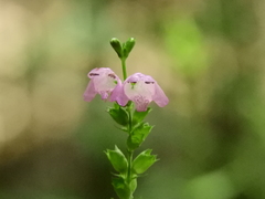 Physostegia leptophylla