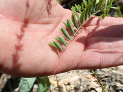 Astragalus clevelandii