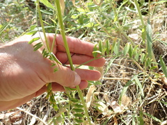 Astragalus clevelandii