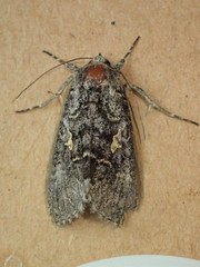 Syngrapha celsa