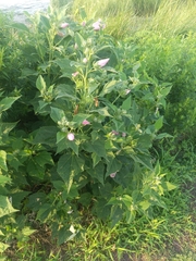 Hibiscus moscheutos