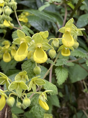 Calceolaria penlandii