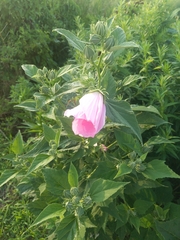 Hibiscus moscheutos