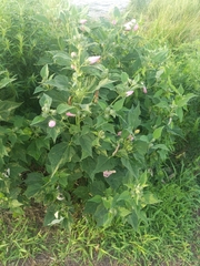 Hibiscus moscheutos