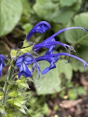Salvia pichinchensis