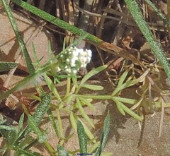 Conopodium pyrenaeum