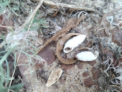 Brephulopsis