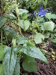 Salvia pichinchensis