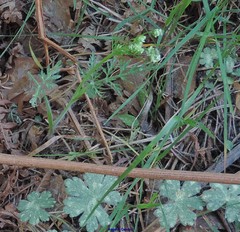 Conopodium pyrenaeum