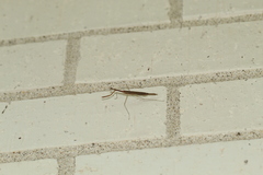 Bistanta mexicana